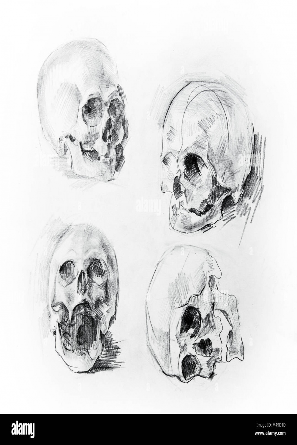 Skull study drawing