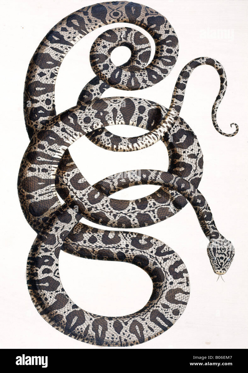 Snake drawing hi-res stock photography and images - Alamy