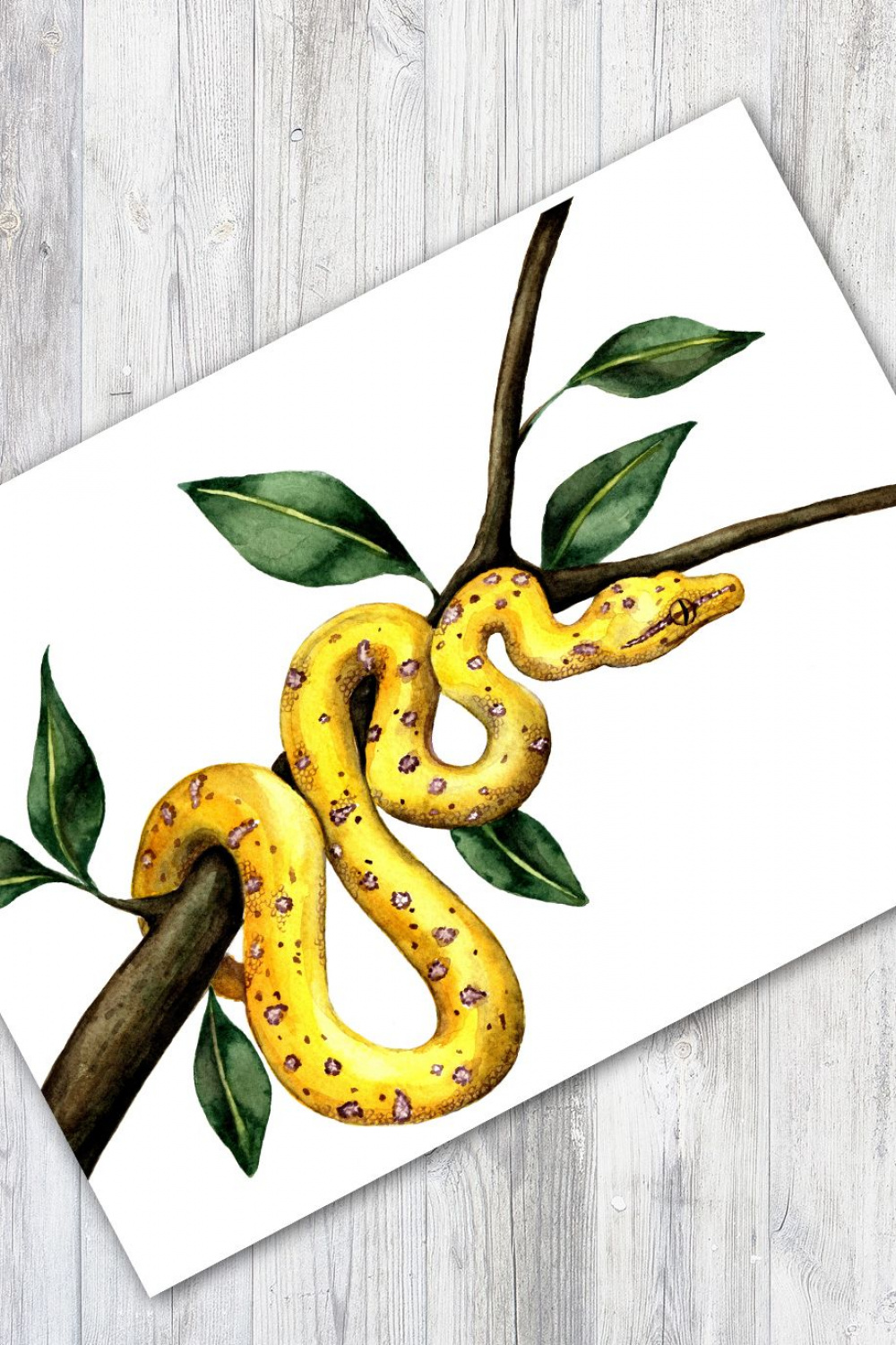 Snakes ideas  snake drawing, snake art, snake