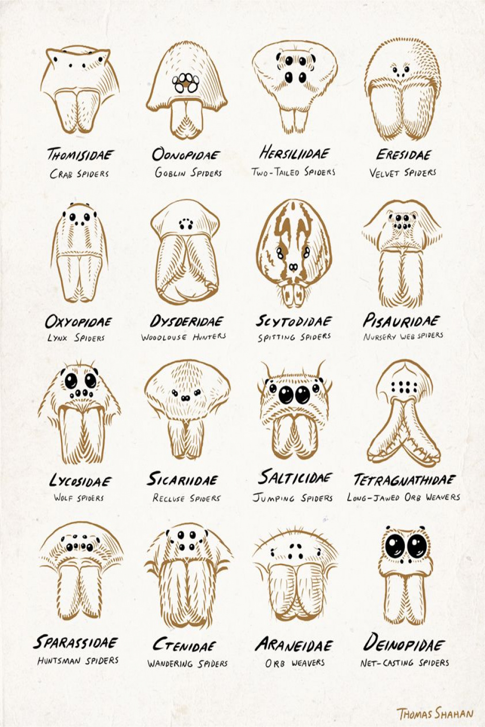 Spider Eye Arrangements  Spider drawing, Types of spiders, Spider art