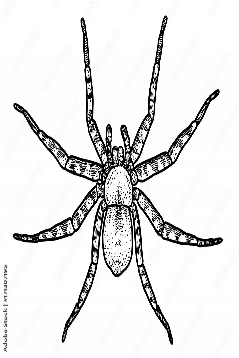 Spider illustration, drawing, engraving, ink, line art, vector