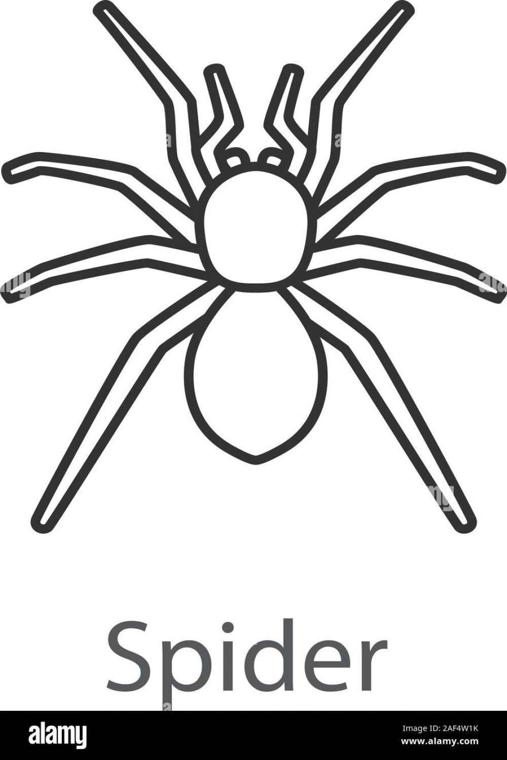Spider linear icon. Arachnida. Thin line illustration