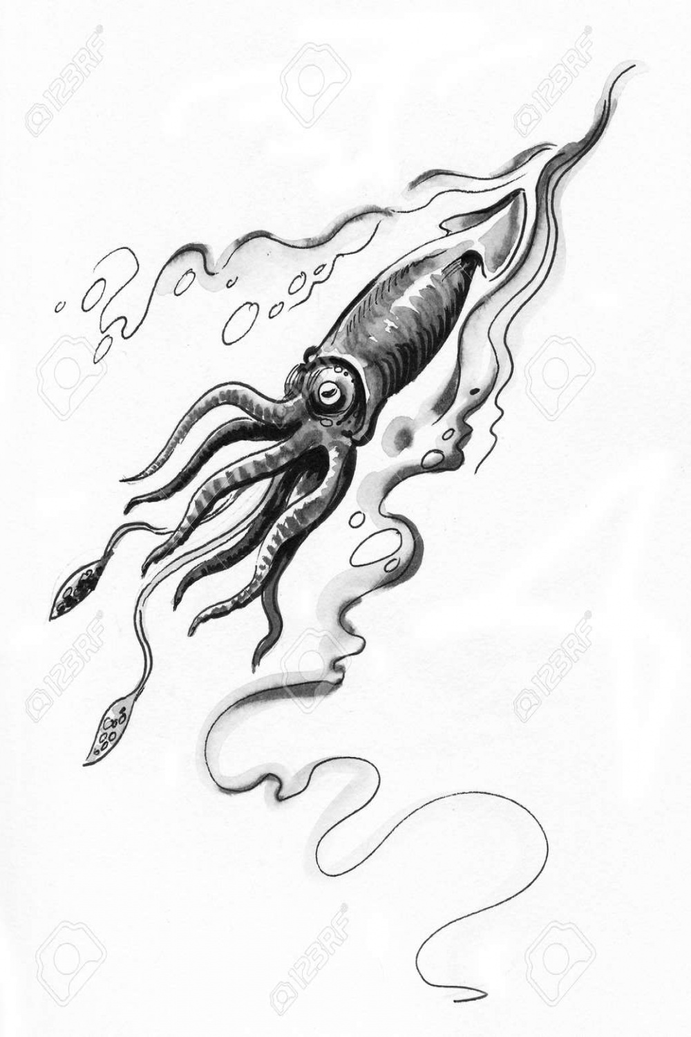 Squid In The Ocean