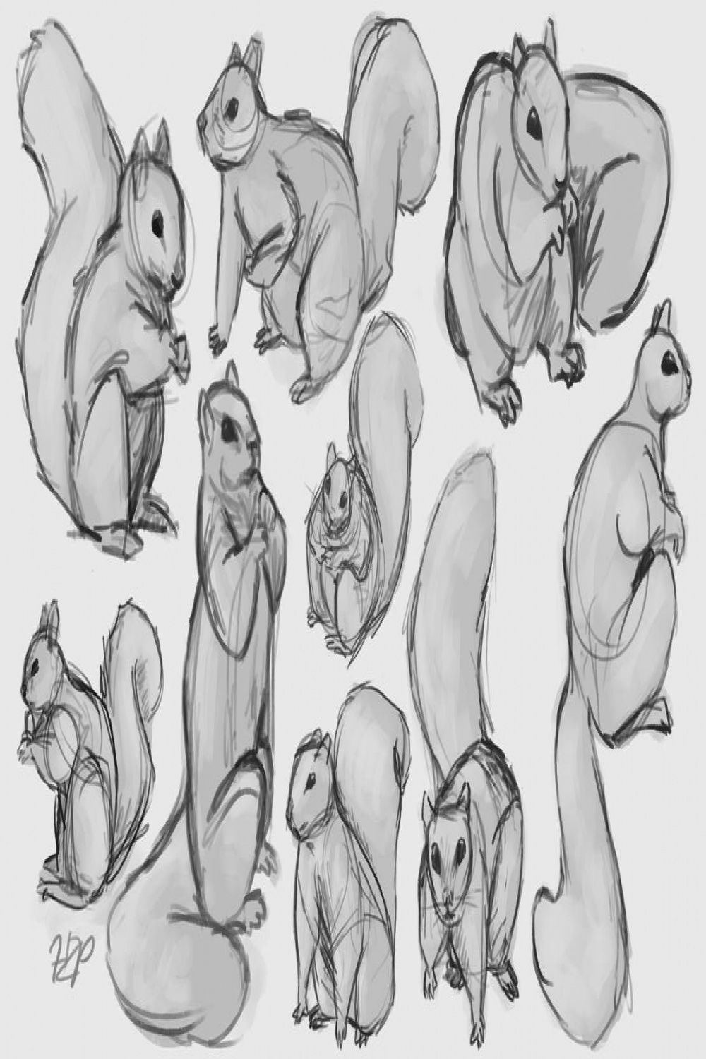 Squirrel Sketches by LillyHZP on DeviantArt