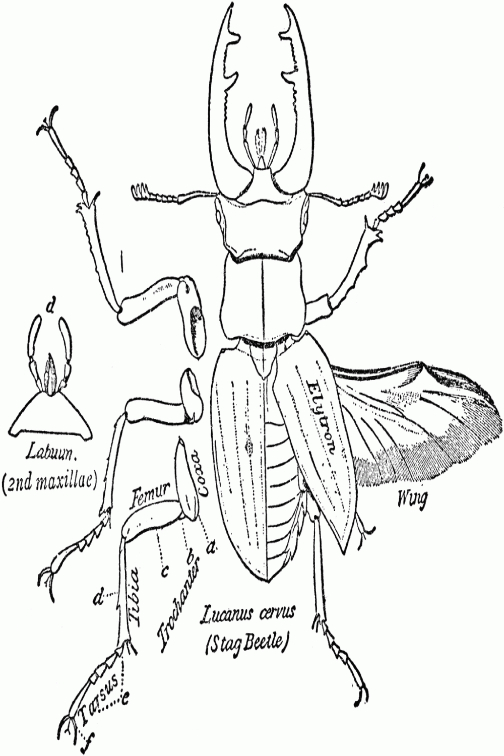 Stag Beetle (Dorsal)  ClipArt ETC  Insect art, Beetle drawing