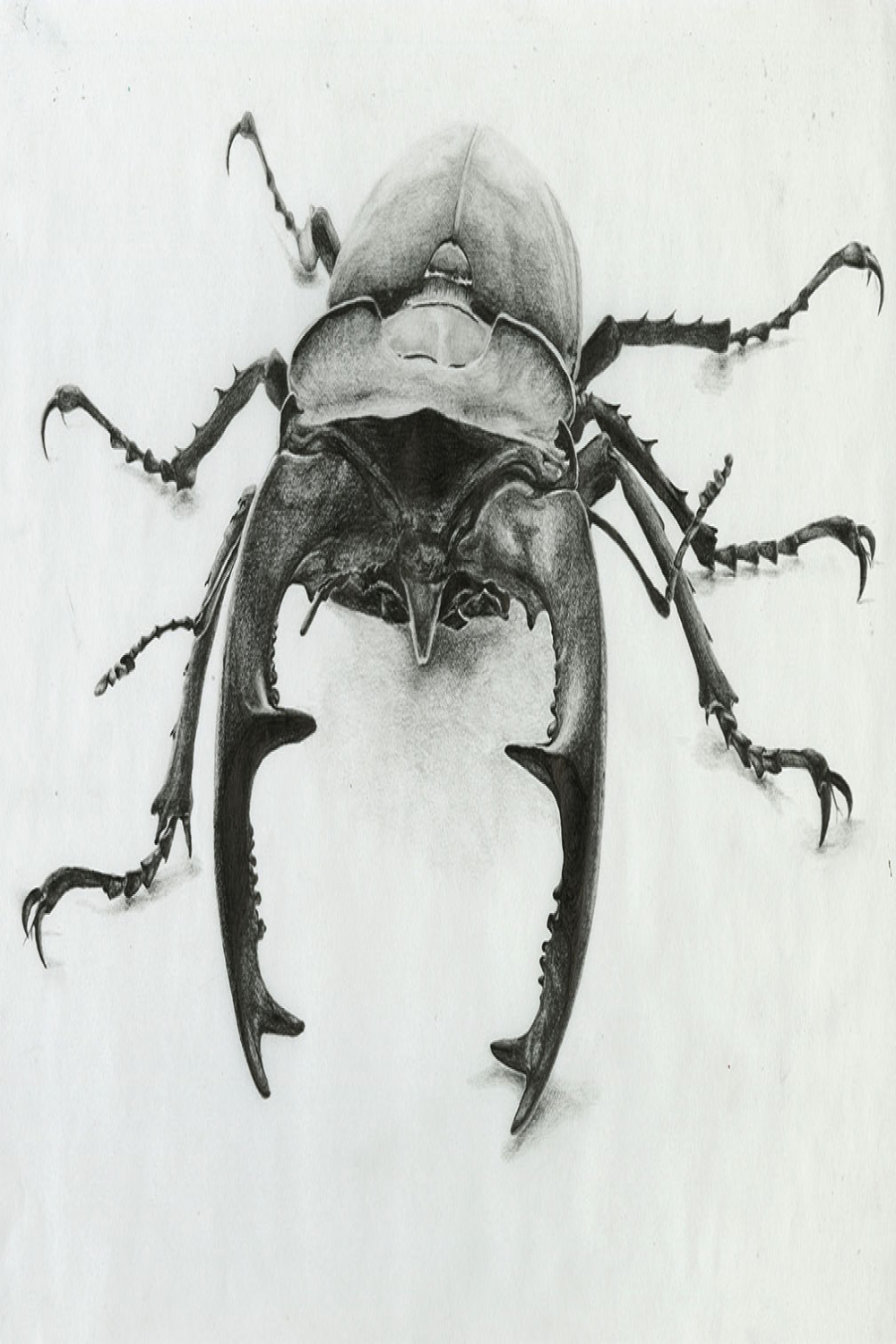Stag Beetle Drawing auf Behance