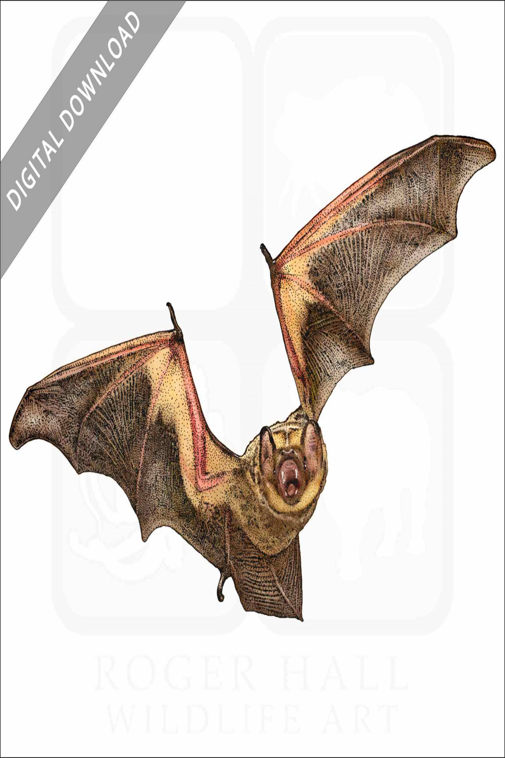 Stock Art Drawing of a Hoary Bat