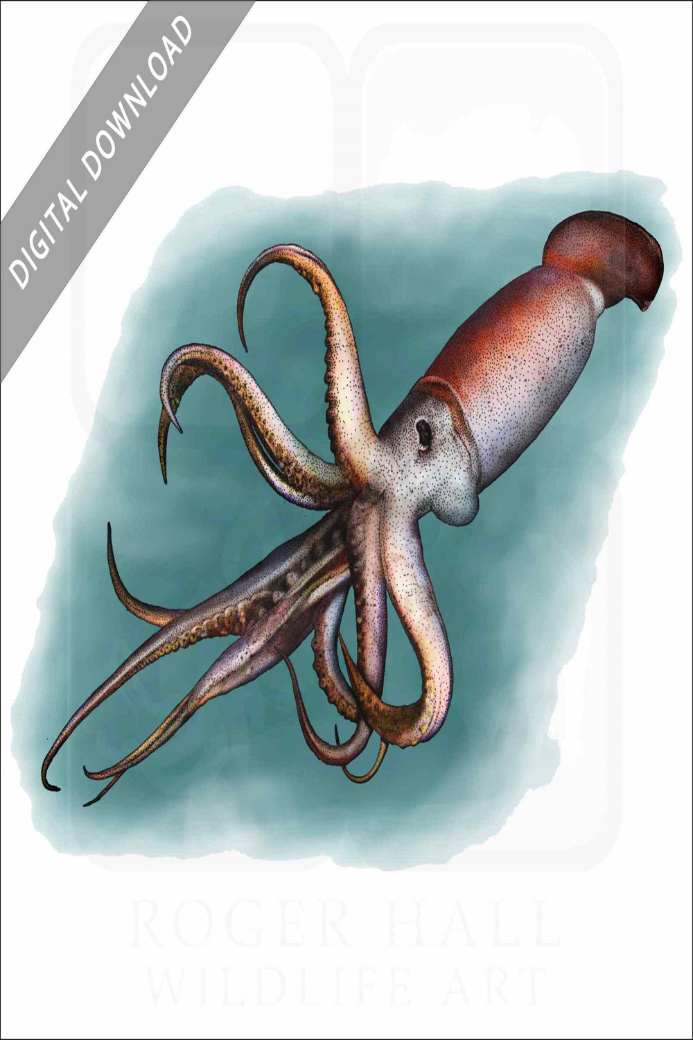 Stock Art Drawing of a Humboldt Squid