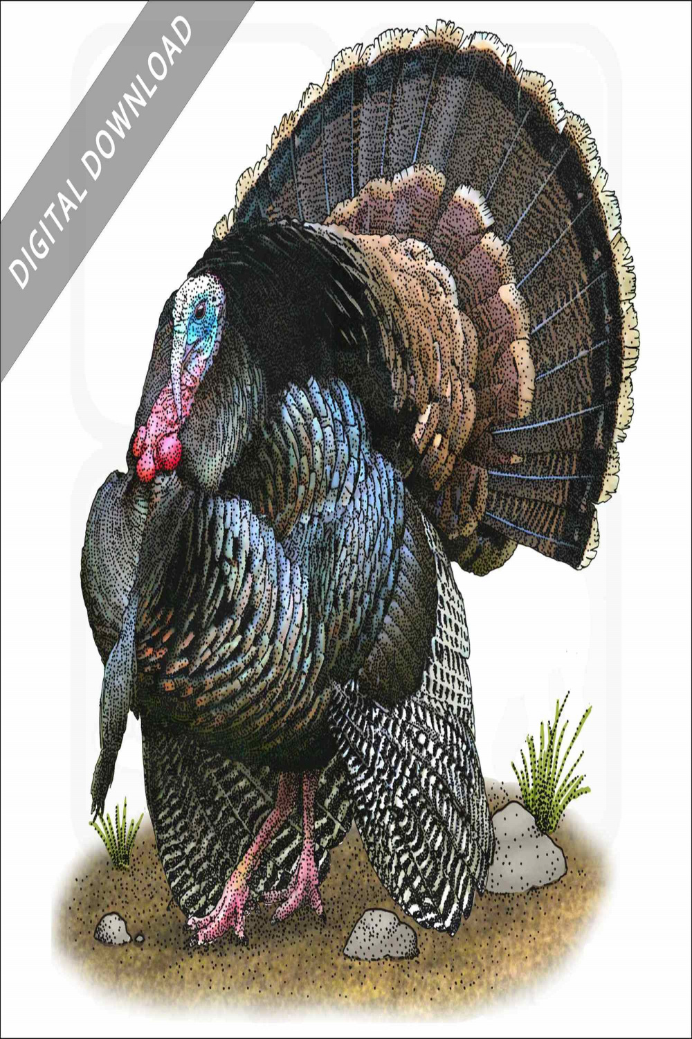 Stock Art Drawing of a Wild Turkey