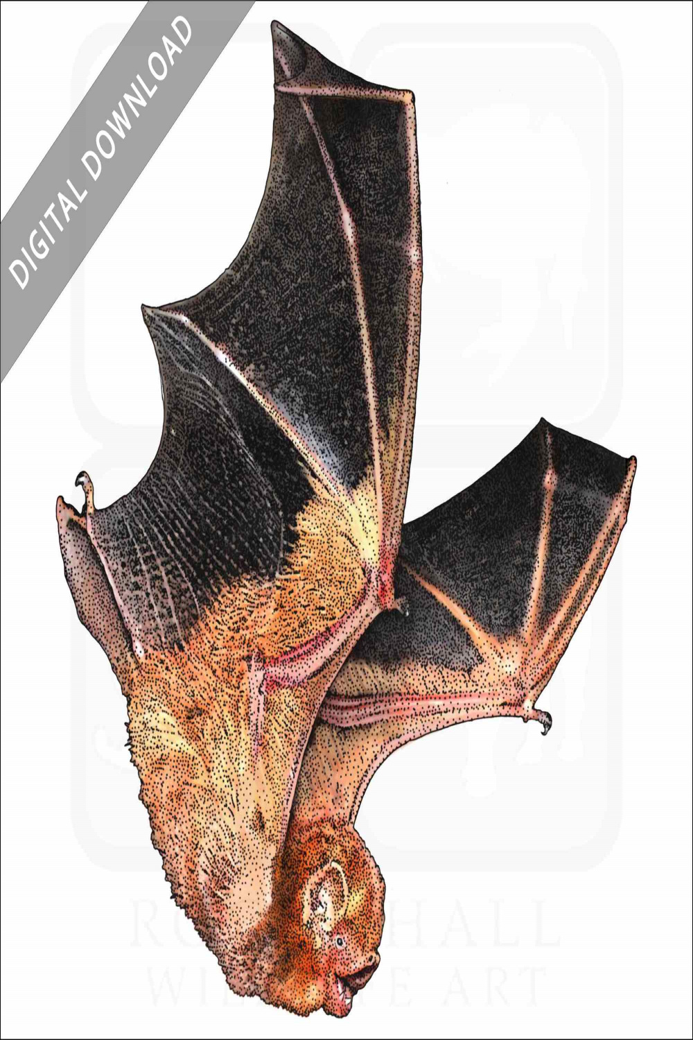 Stock Art Drawing of an Eastern Red Bat