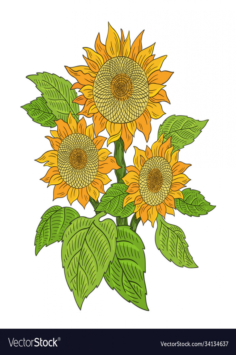 Sunflower drawing sketch bouquet three flowers Vector Image