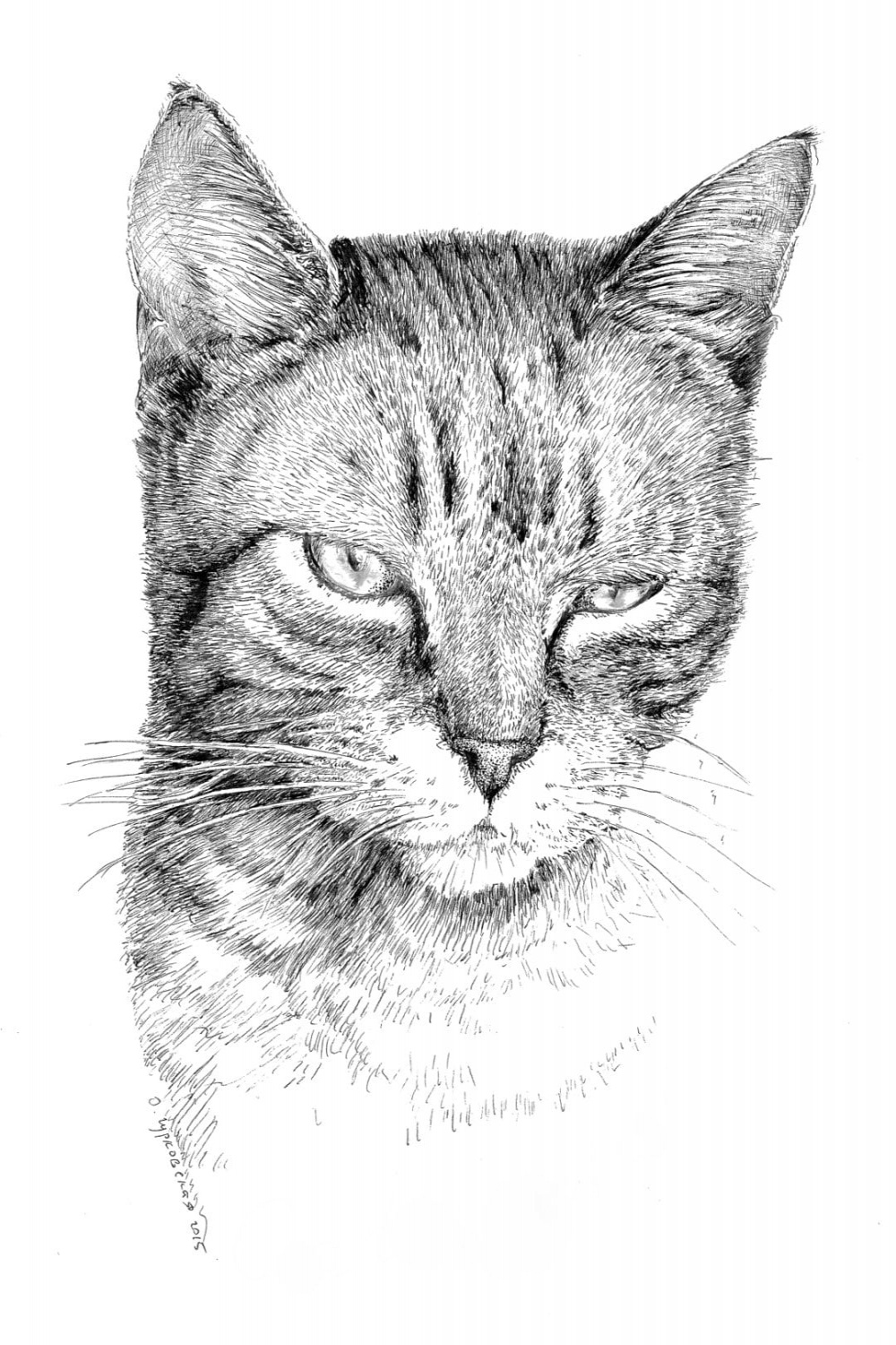 Tabby cat drawing black and white art pen and ink print - Etsy