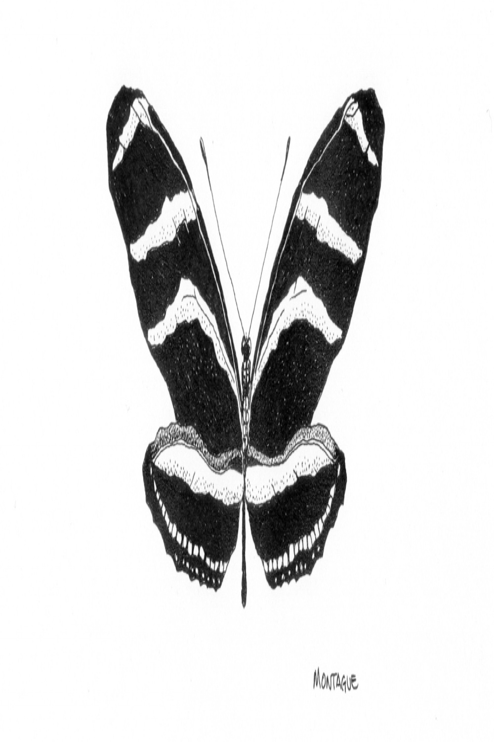 This Week&#;s Post: "Zebra Longwing" (Heliconius charithonia) — Fred