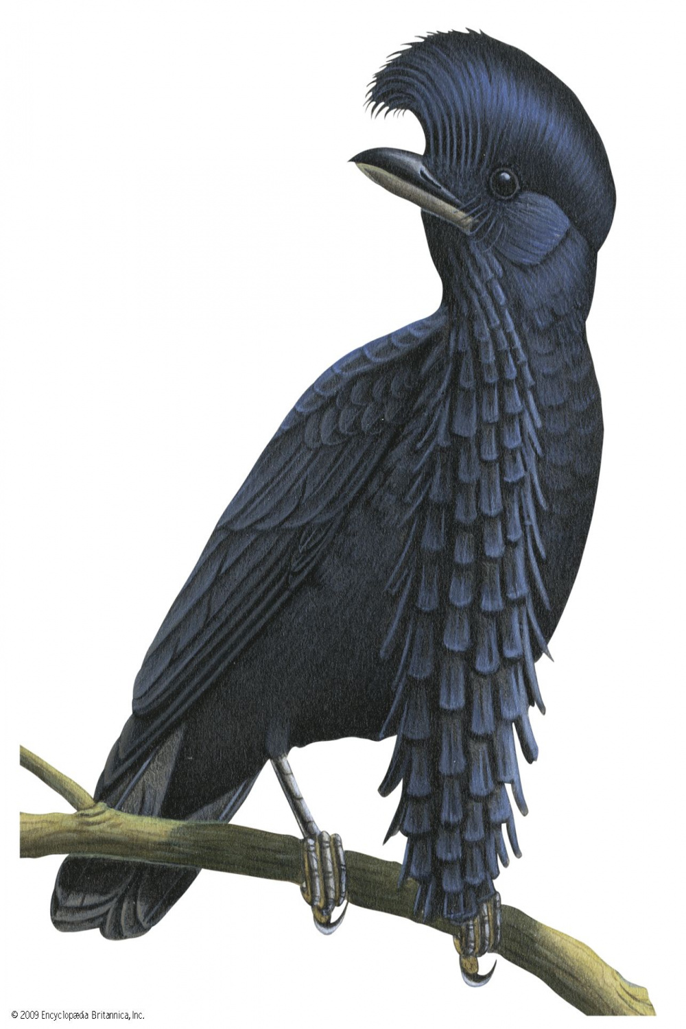 Top  of the most awesome Umbrellabird facts - Funny Random Facts