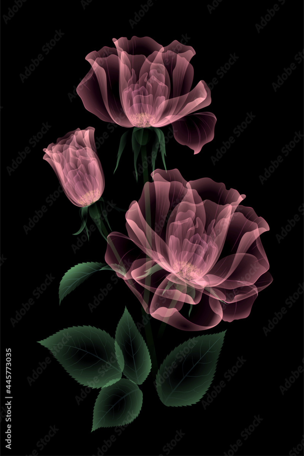 Transparent roses of soft pink color, on a black background