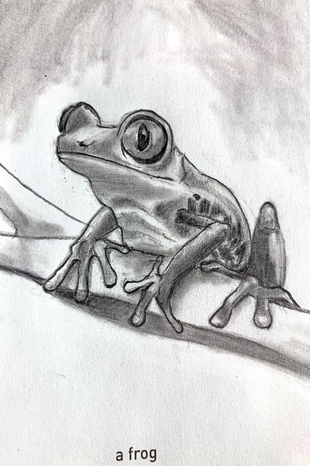 tree frog, graphite pencil, by Alex Gonzalez  Frog sketch
