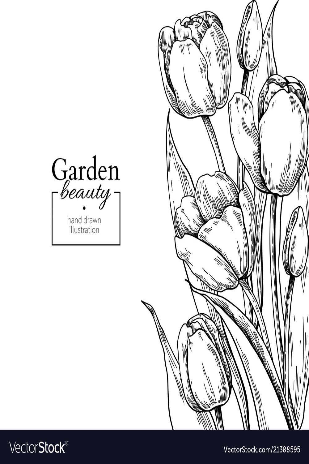 Tulip flower and leaves drawing border Royalty Free Vector
