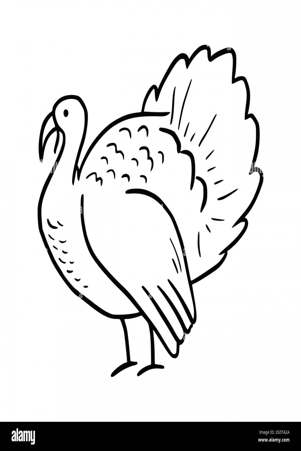 Turkey bird drawing hi-res stock photography and images - Alamy