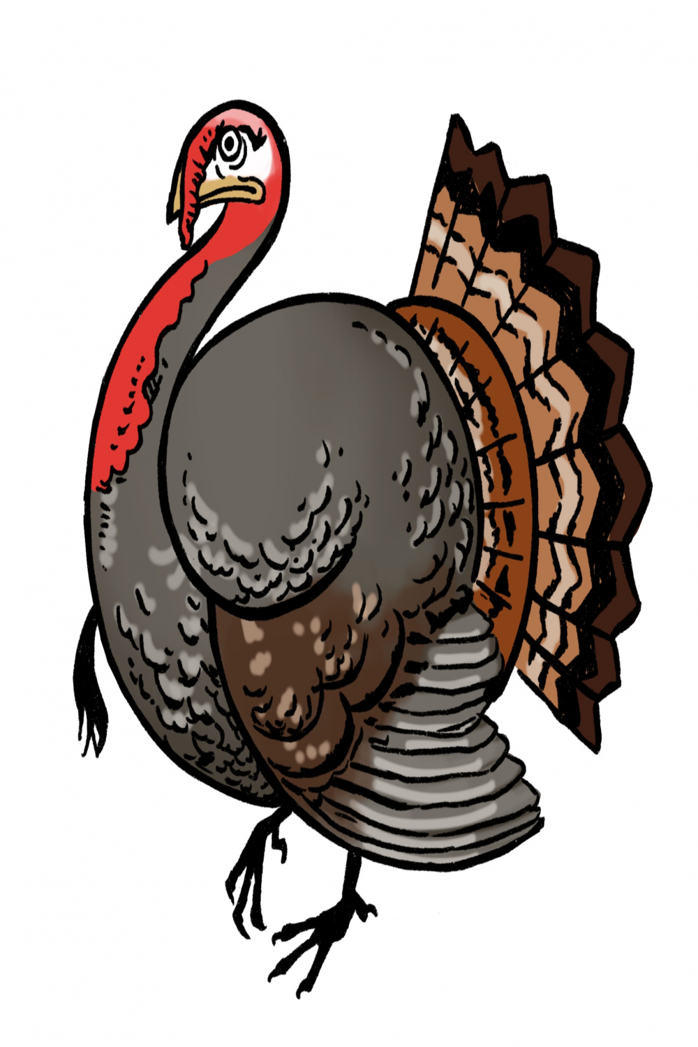 Turkey Drawing  Easy Steps! - The Graphics Fairy