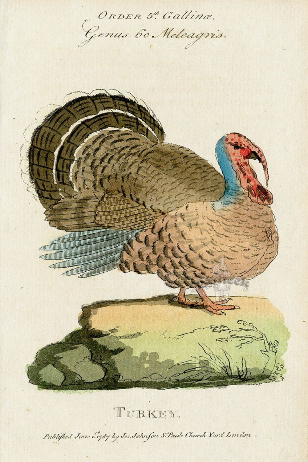 Turkey from Rare Dodo, Partridge, Eagle, Parrot Prints from The