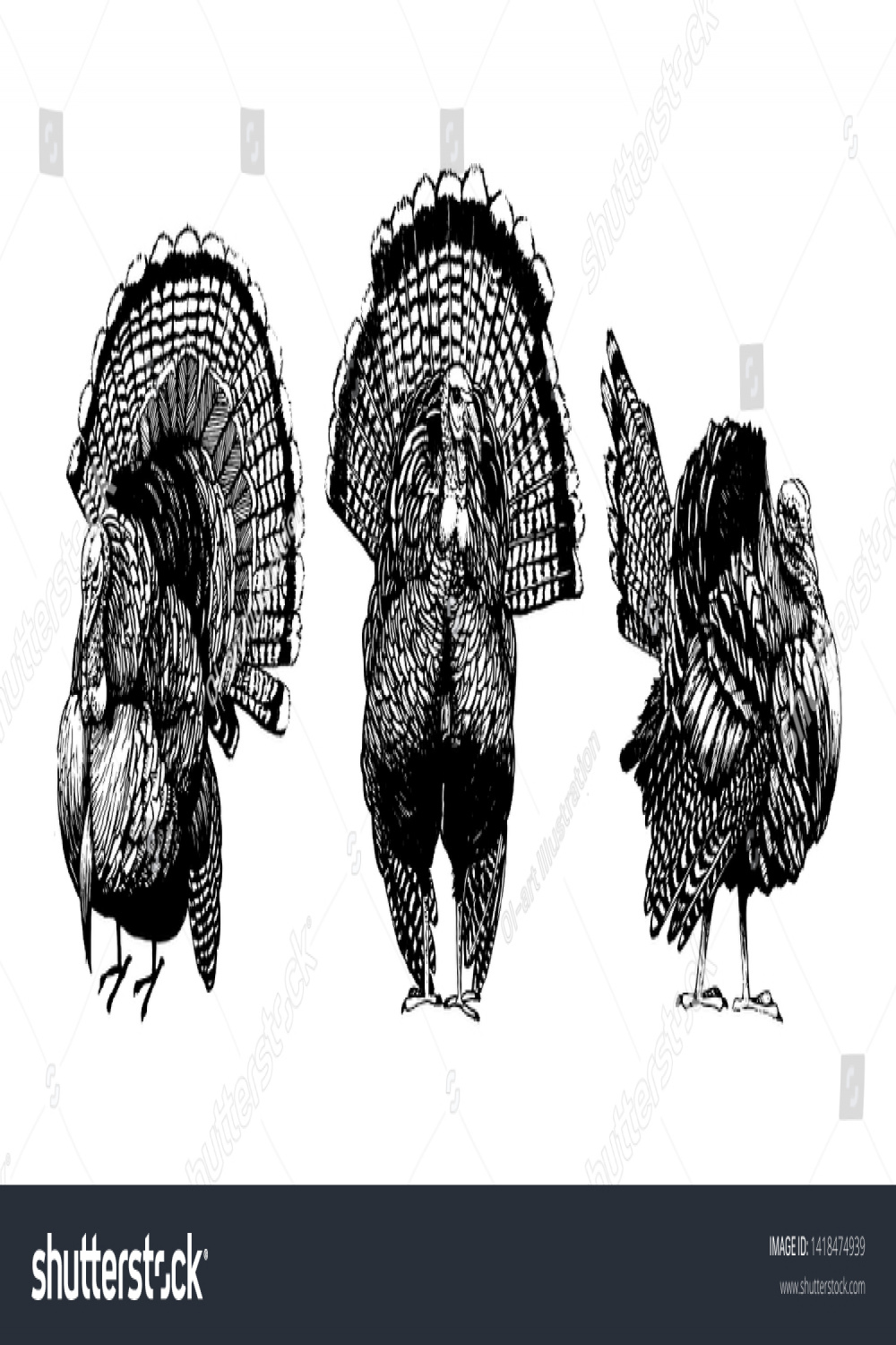 Turkey Vector Farm Animal Drawing Black Stock Vector (Royalty Free