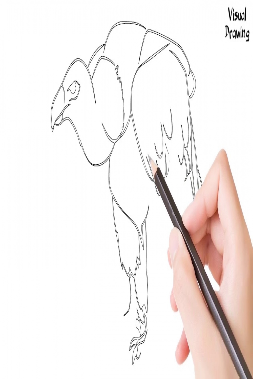Turkey Vulture Drawing Easy, How To Draw A Turkey Vulture Flying For  Beginners Step By Step