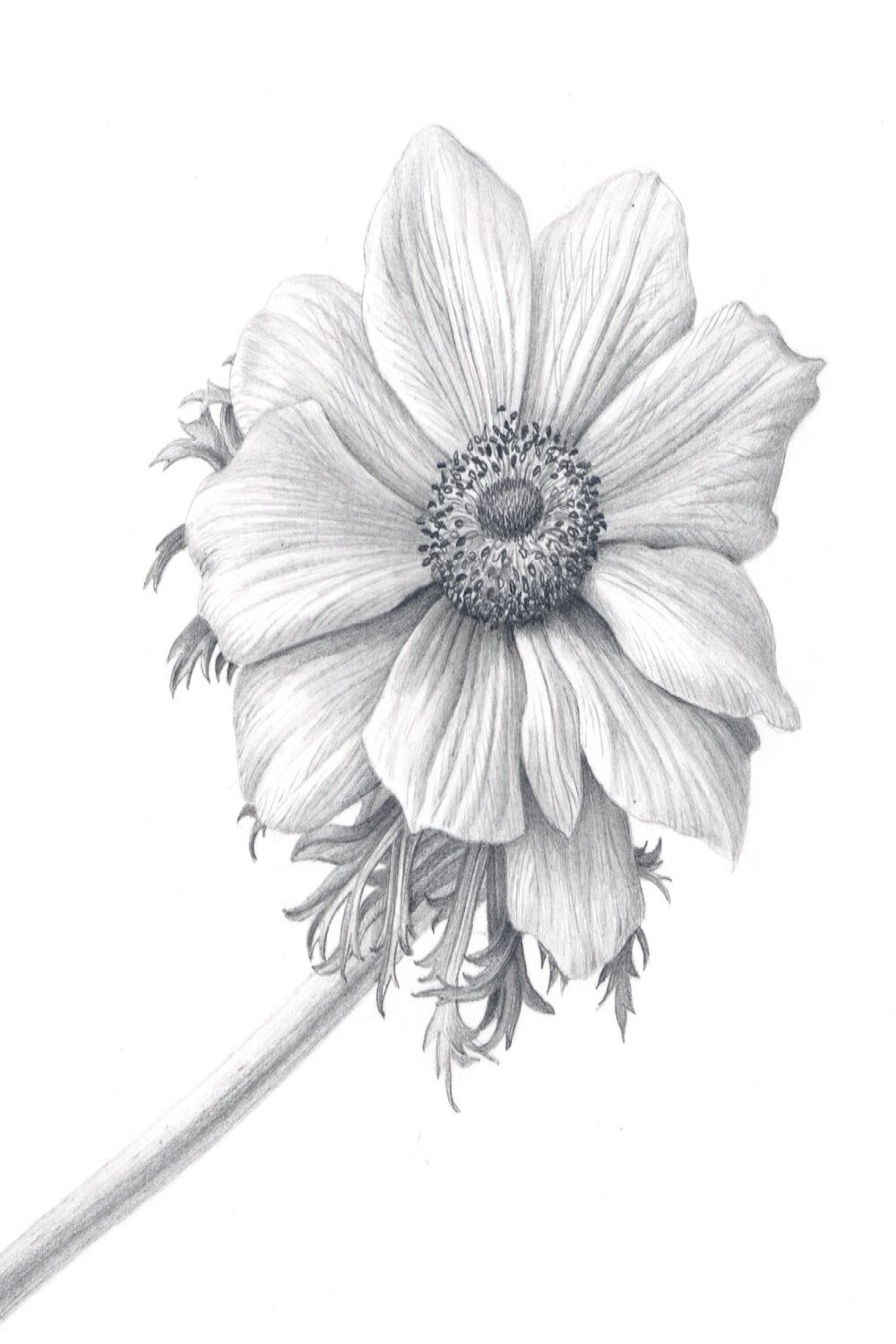 Tutorial "Drawing Flowers Realistically" Sent digitally (gmail address