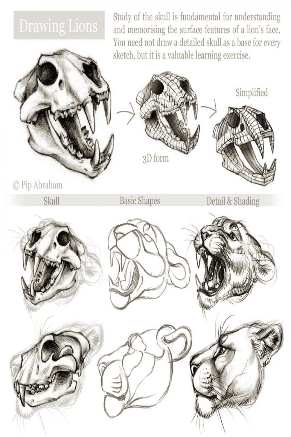 Tutorial: Drawing the head and face of a lion by oxpecker on