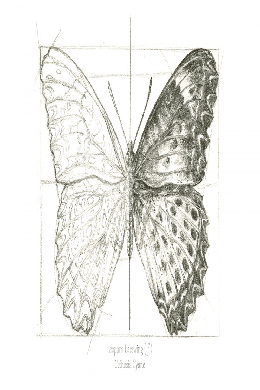 Two Butterflies Scientific Illustration auf Behance