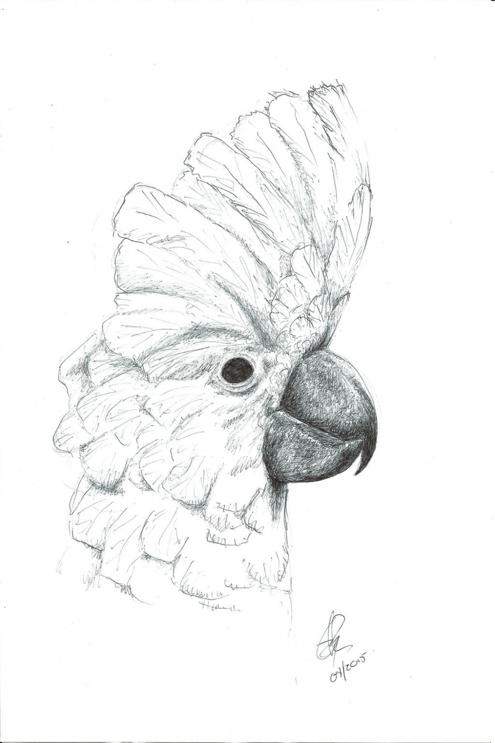 Umbrella Cockatoo by Okammie on DeviantArt