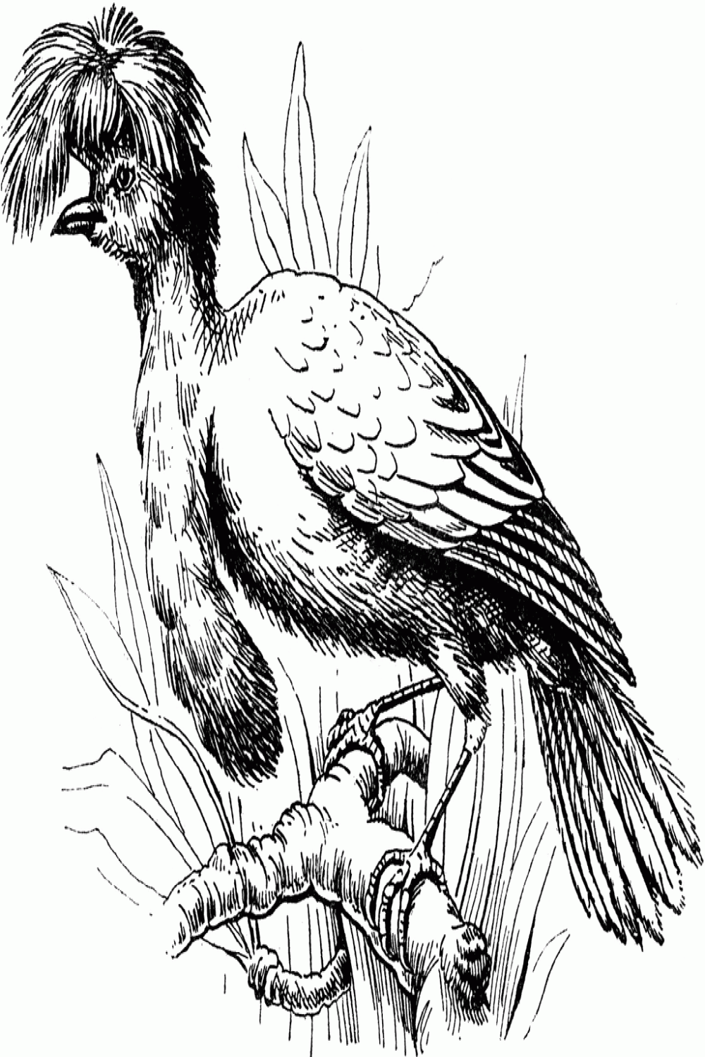 Umbrellabird  ClipArt ETC