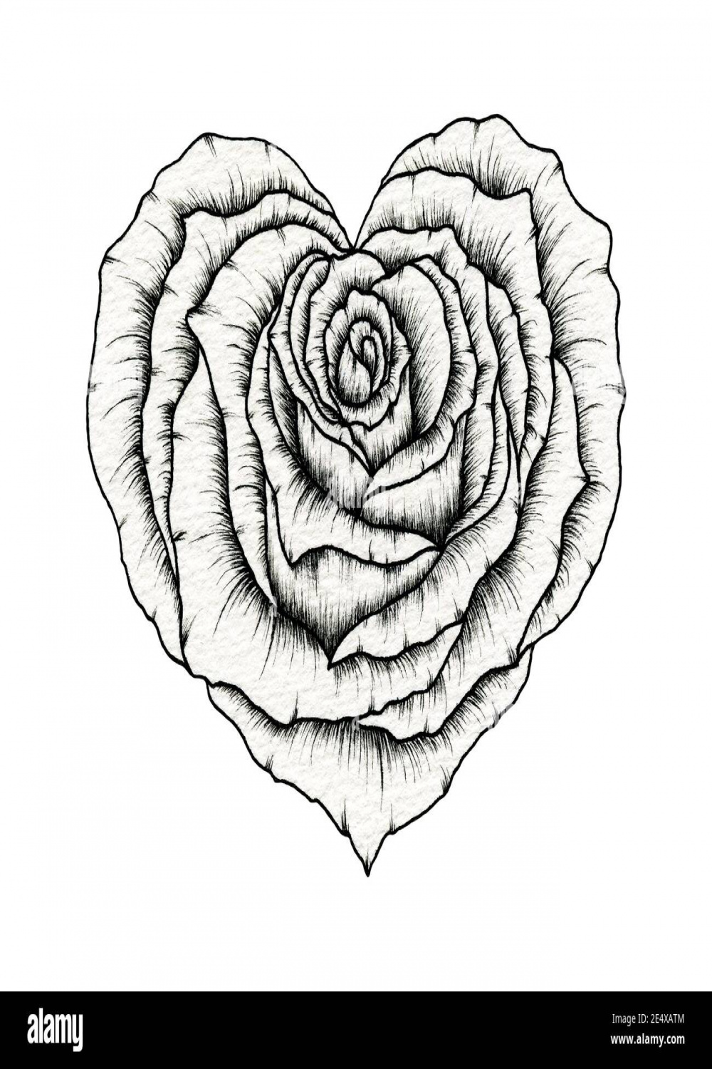 Valentine rose heart line art drawing, floral rose heart ink
