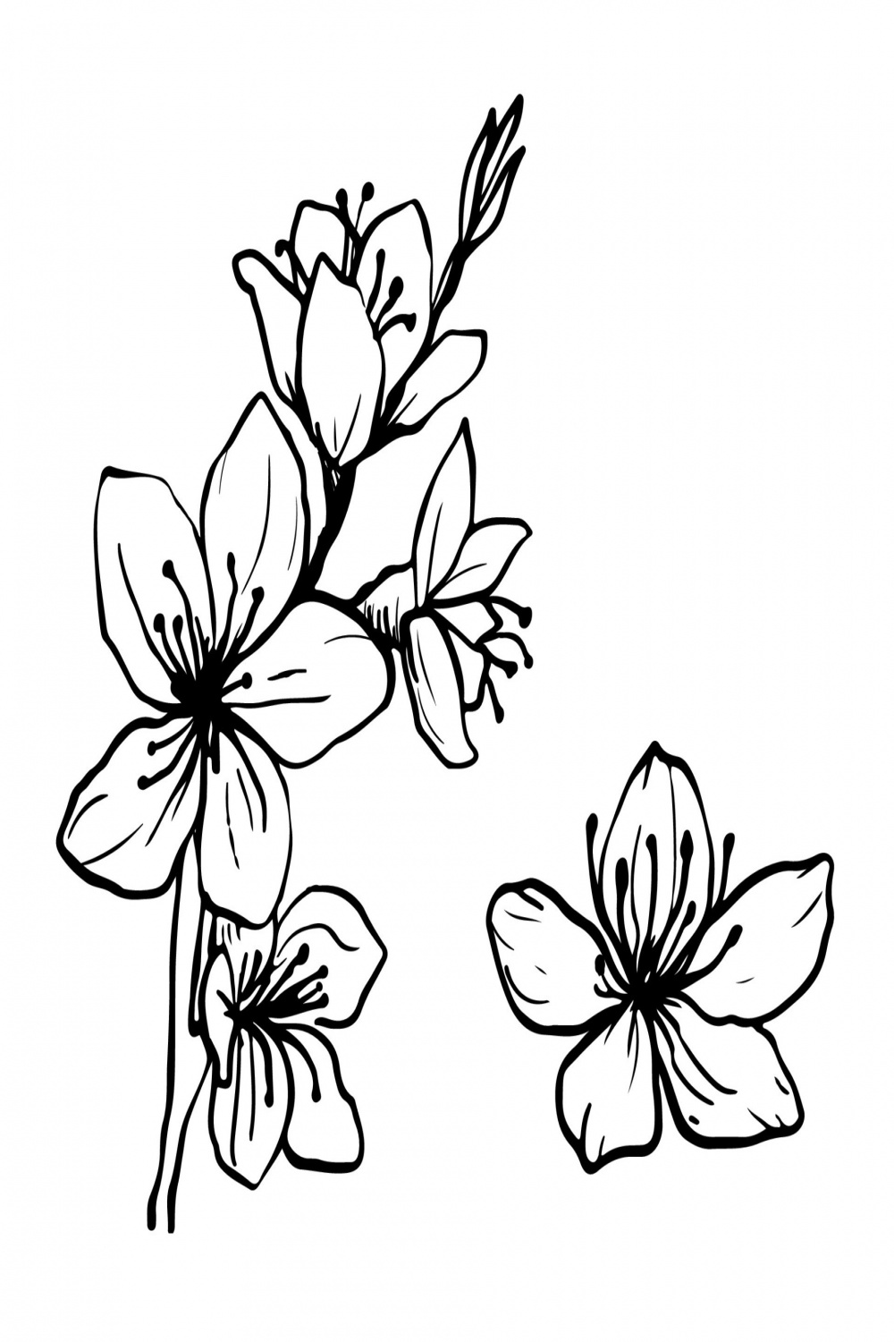 Vector Branch of Cherry blossom illustration