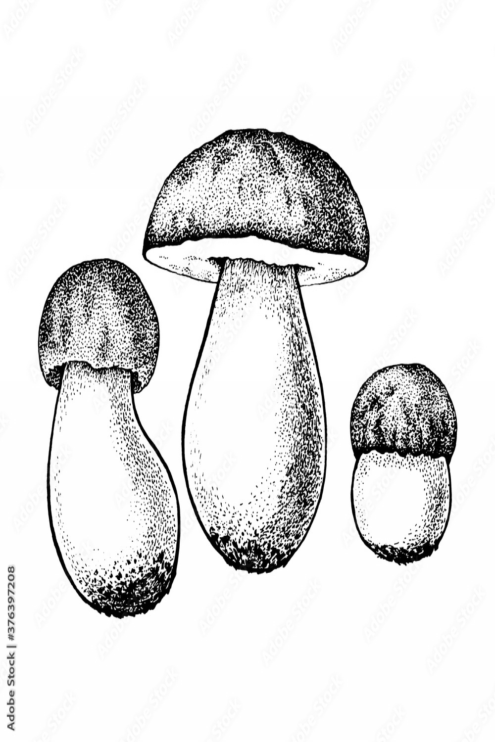 Vector drawing of boletus mushrooms black white graphics, big