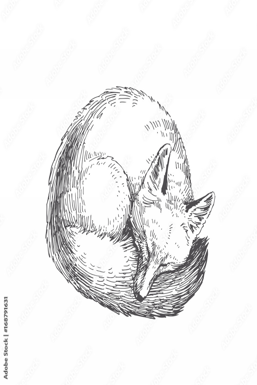 Vector hand drawn illustration of sleeping fox isolated on white