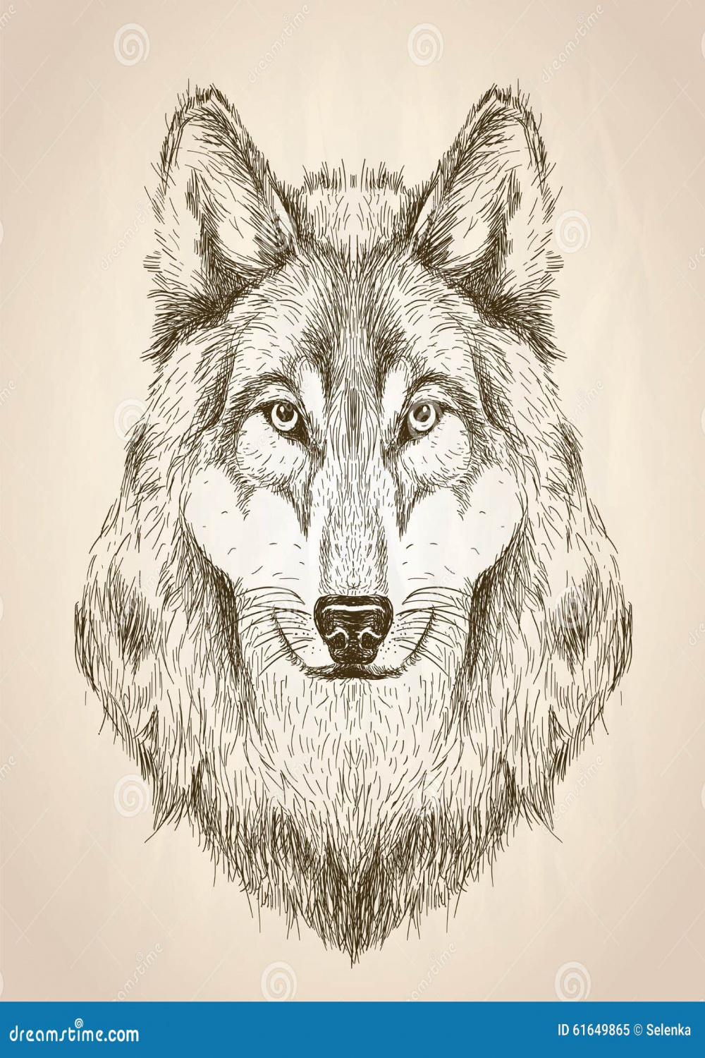 Vector Sketch Illustration of a Wolf Head Front View