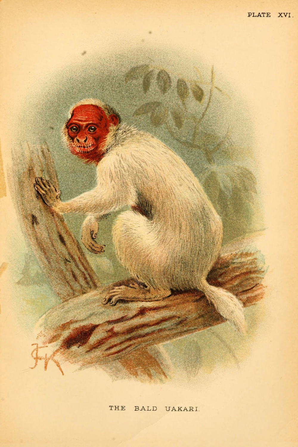 Vintage Illustration of a Bald Uakari Digital Download - Etsy Canada
