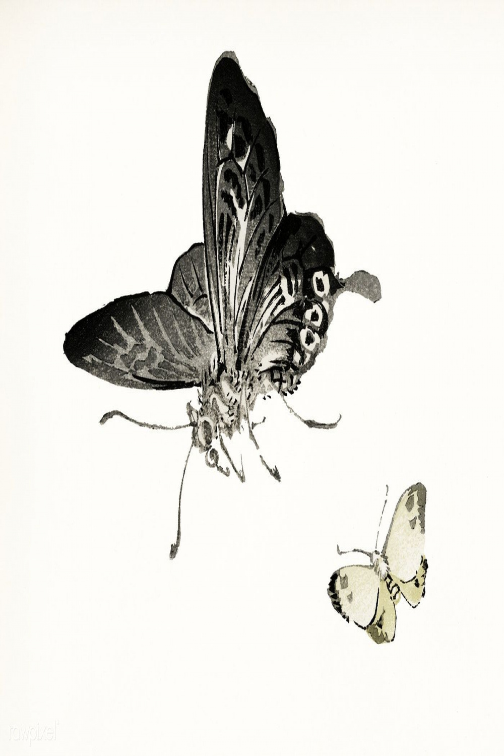 Vintage Illustration of Butterflies