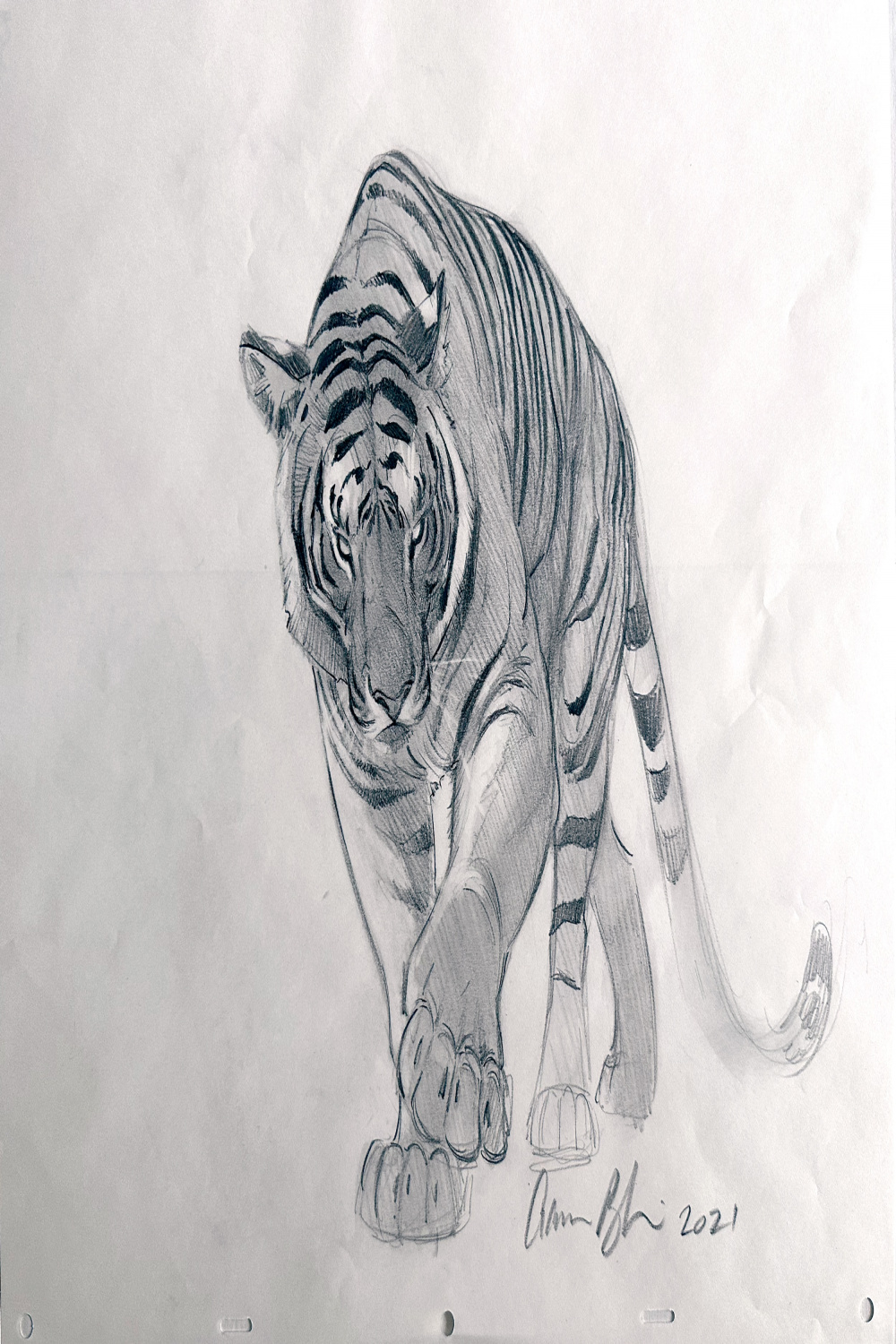 Walking Tiger () - Original Drawing - The Art of Aaron Blaise