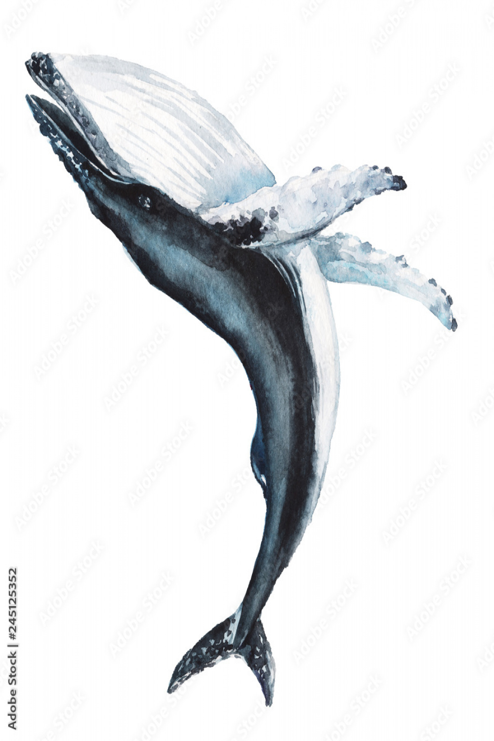Watercolor hand-drawn humpback whale illustration - jumping up