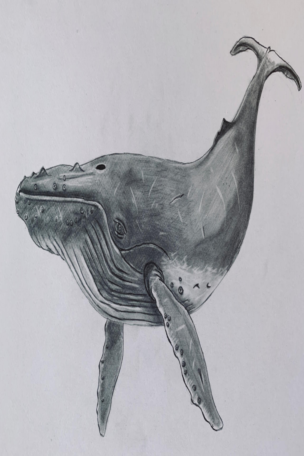Whale drawing by Daphnosaurus on DeviantArt