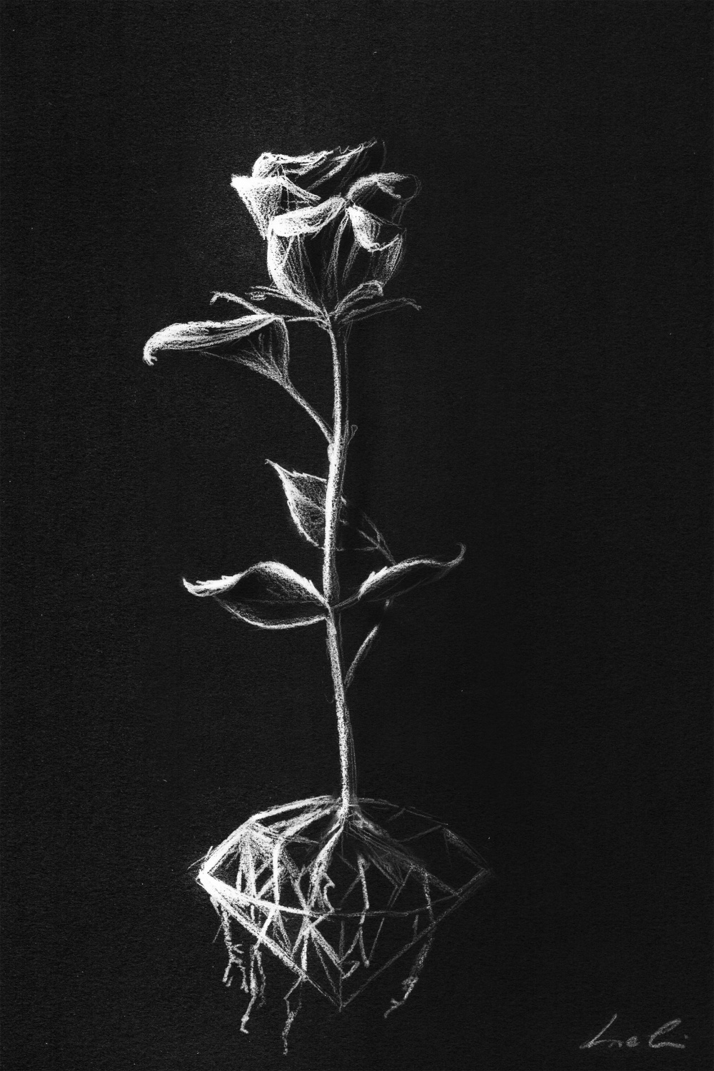 White rose sketch on black paper  Black paper drawing, Black