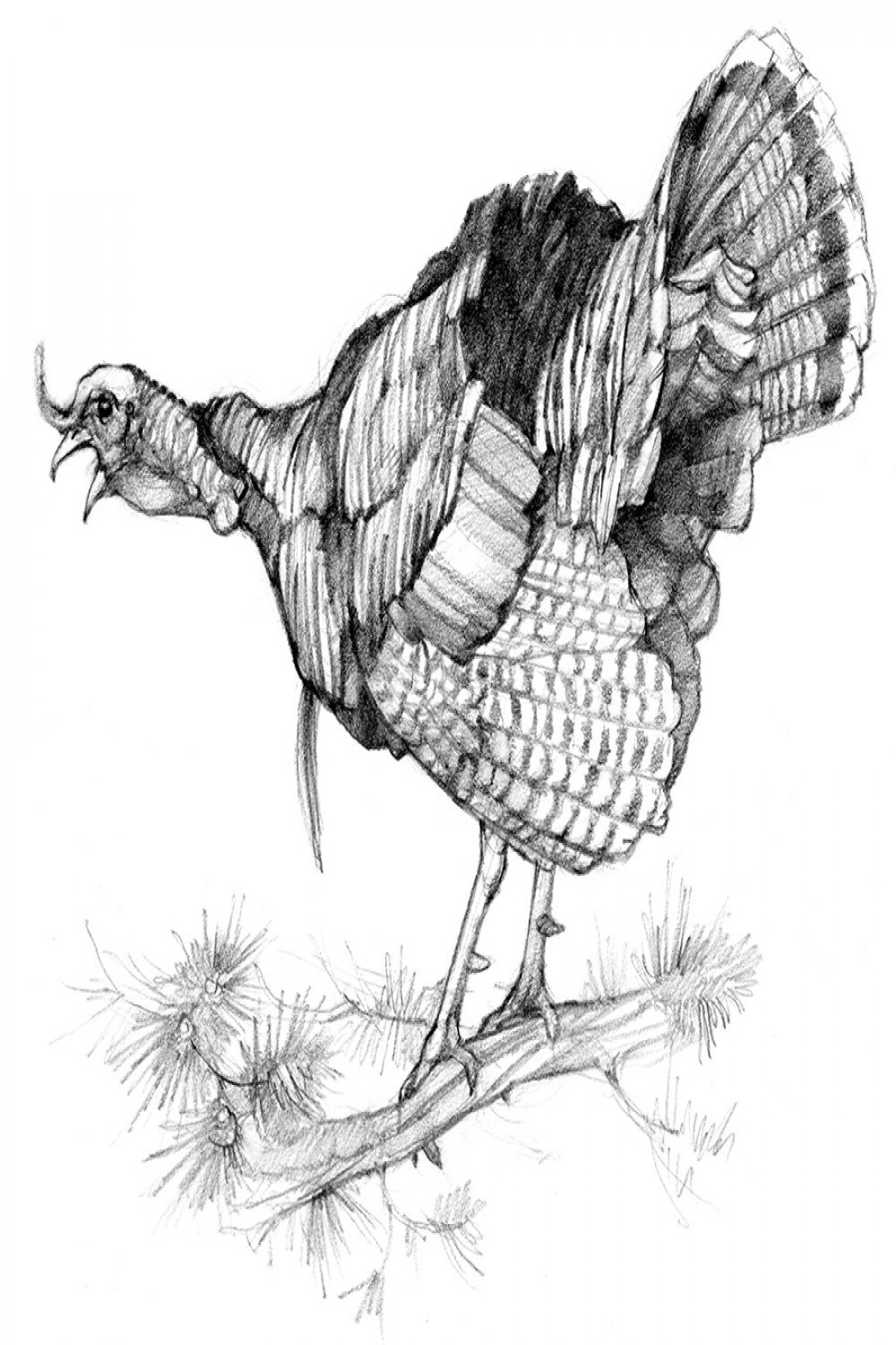 Wild Turkey Art  Ryan Kirby Wildlife and Hunting Art