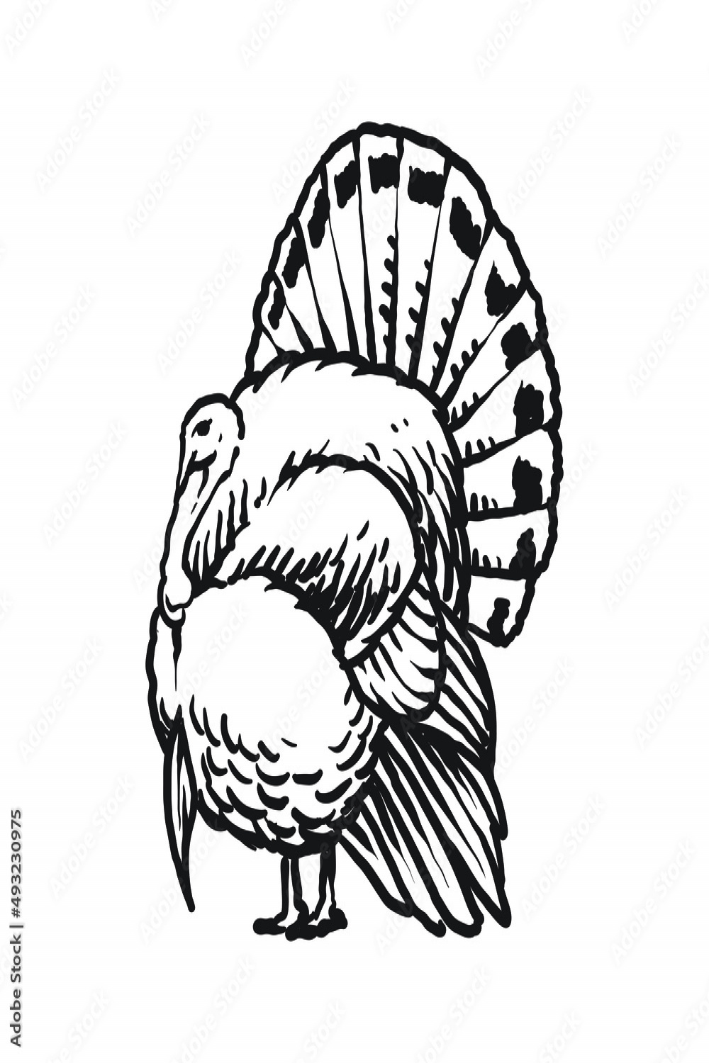 wild turkey avian pet hand drawing Stock-Vektorgrafik  Adobe Stock