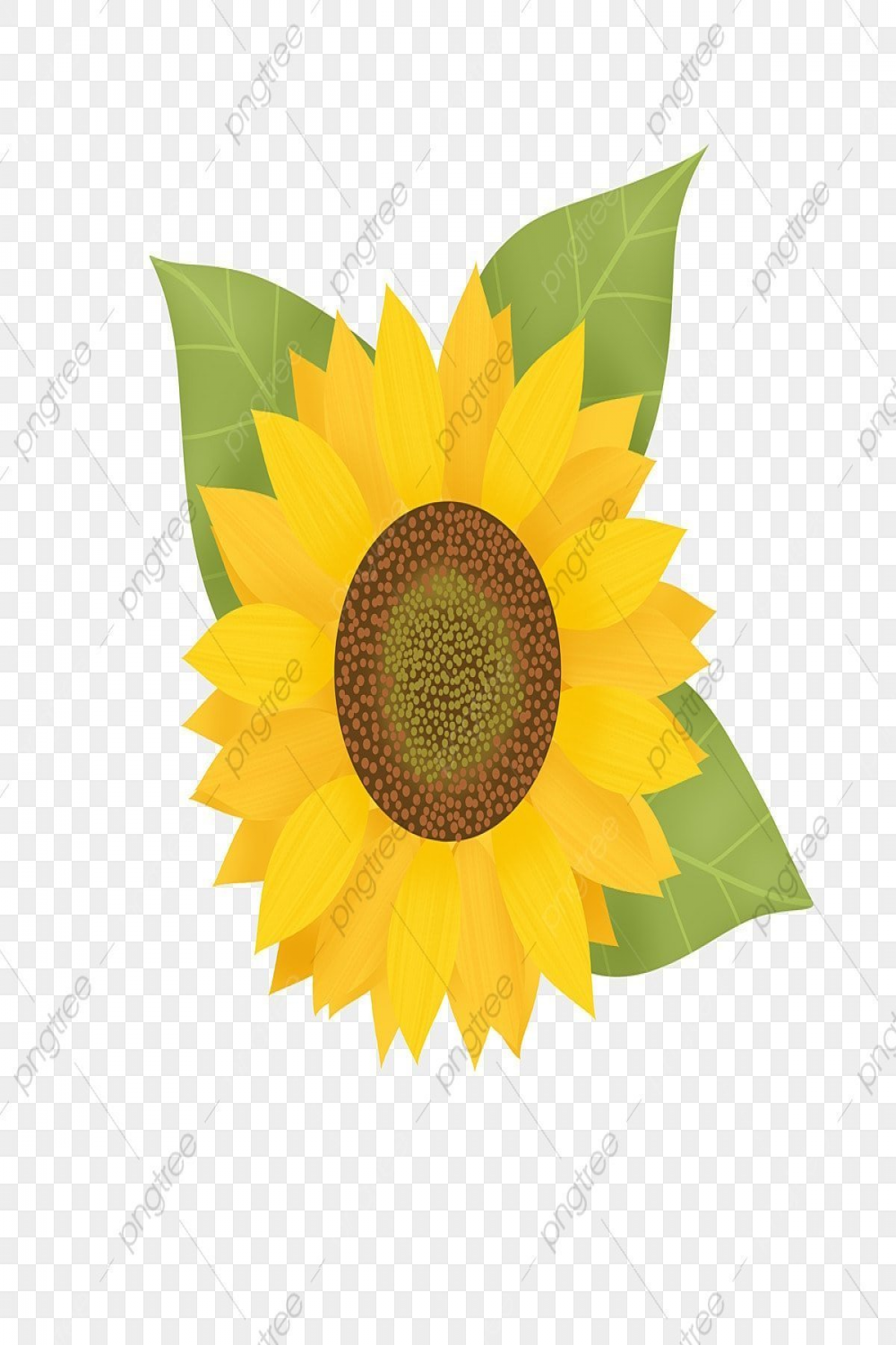 Without Hd Transparent, Beautiful Sunflowers Without Stems