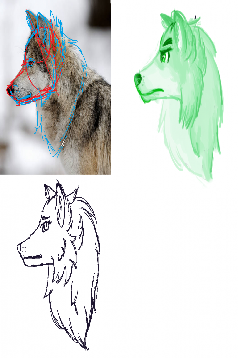 Wolf studying - side view head by GambryGS on DeviantArt