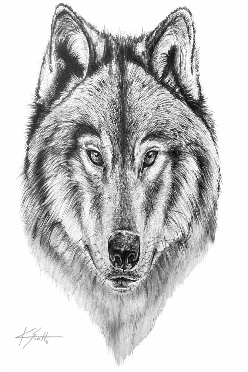 Wolf - Wolf Pencil Art  KScott Art