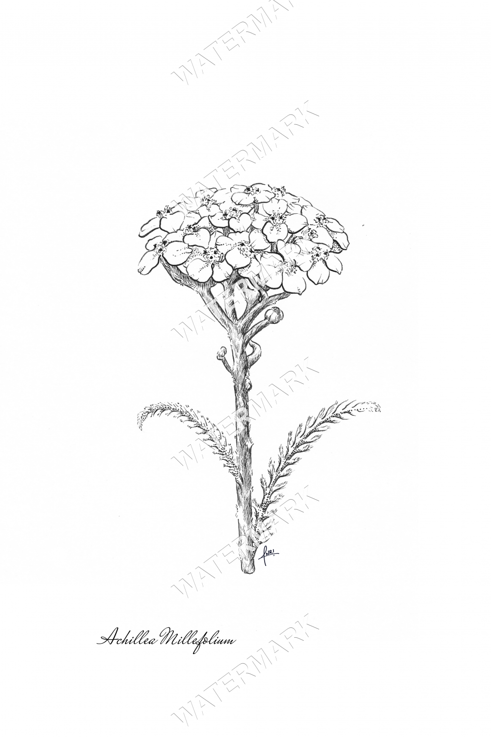 Yarrow Print