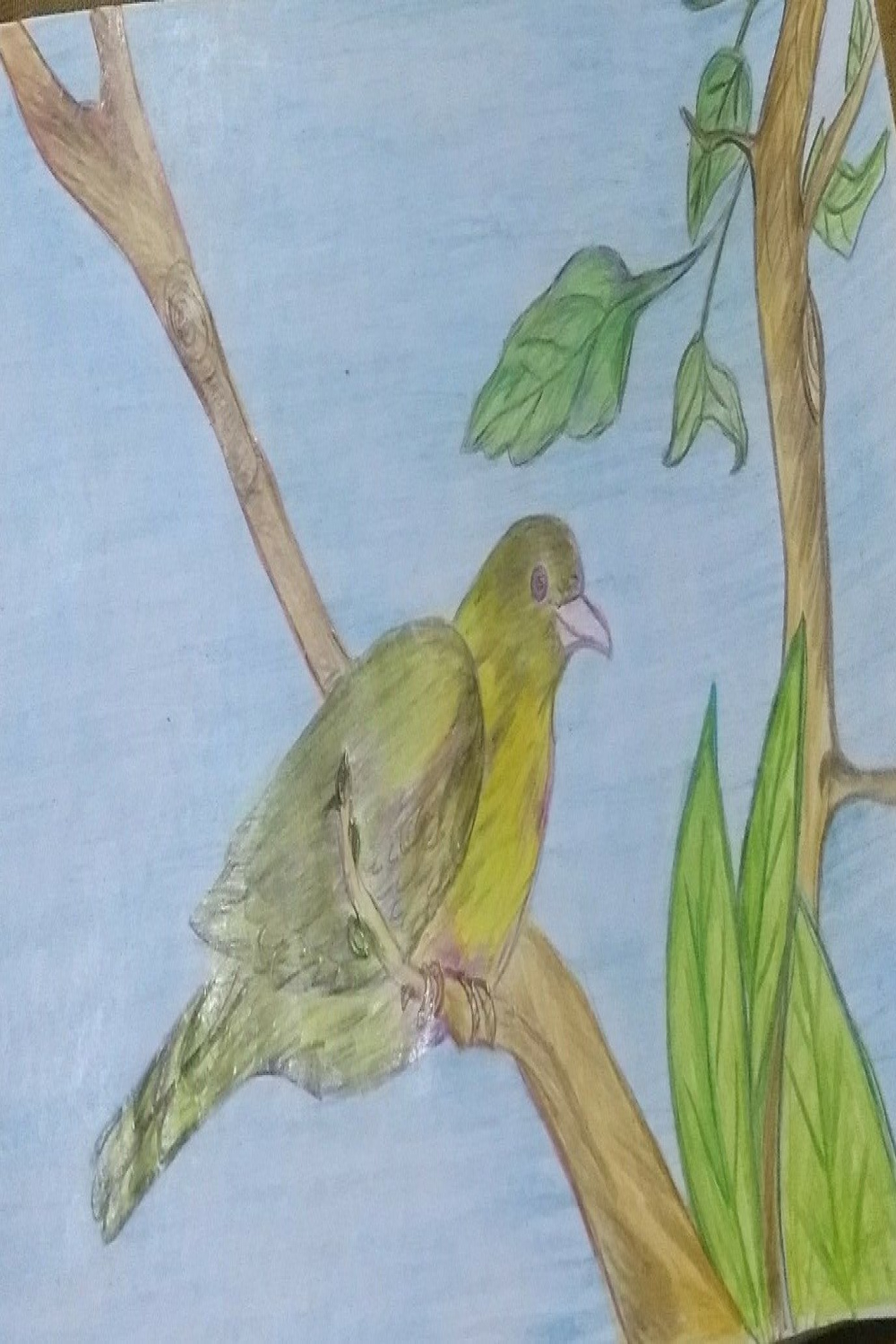 Yellow footed green Pigeon  Green pigeon, Painting, Colour