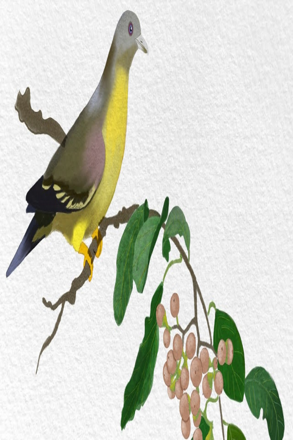 Yellow Footed Green Pigeon ❤️ Illustration  Art  Birds of